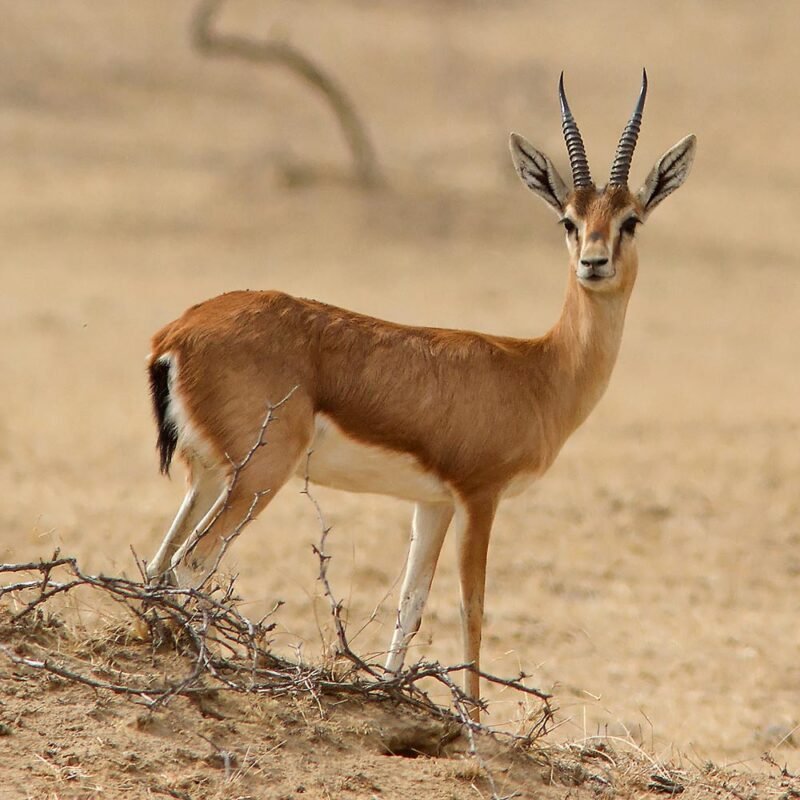 Chinkara Deer