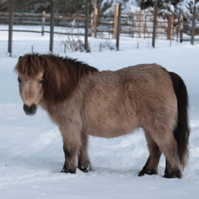 Miniature Horse