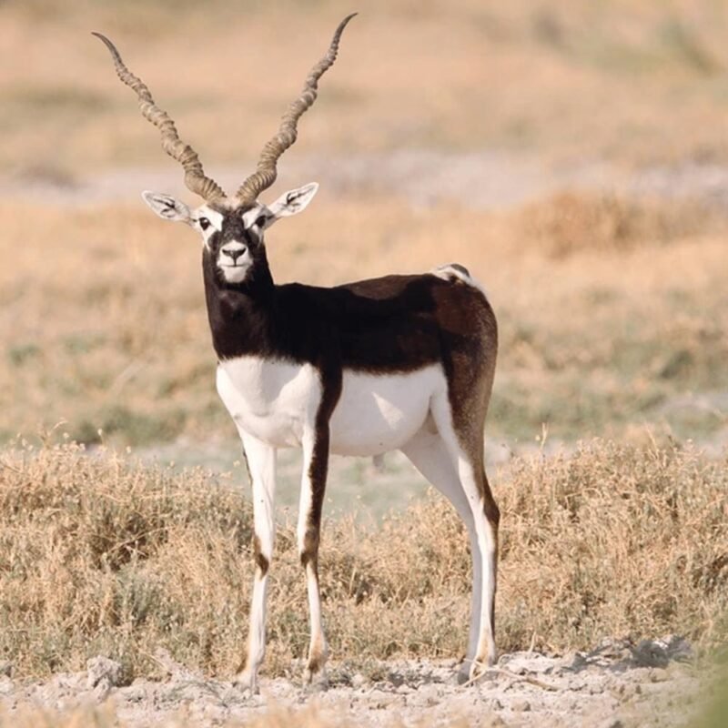 Black Buck Deer