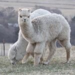 Alpaca animal
