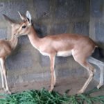 Chinkara Deer Self Feed