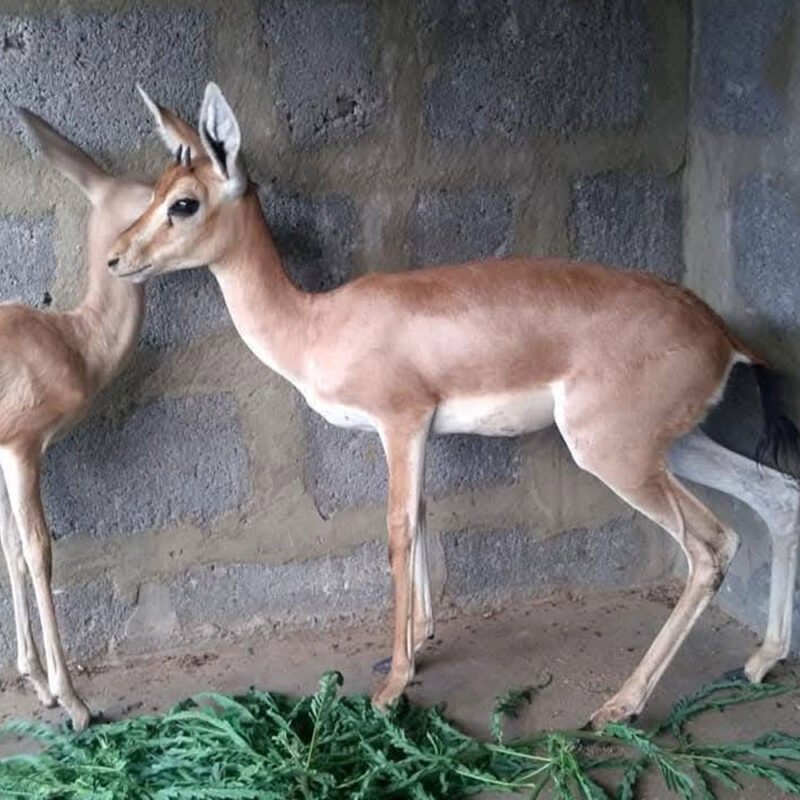 Chinkara Deer Self Feed