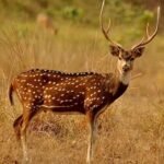 Chital Deer