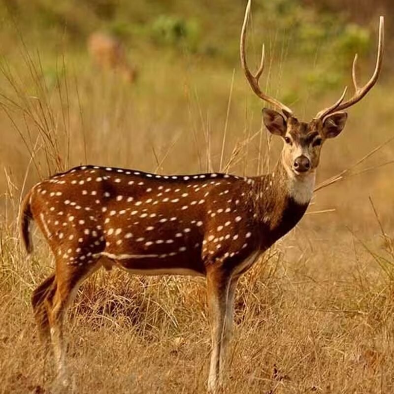 Chital Deer