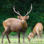 Hog Deer