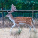 Spotted Fallow Deer