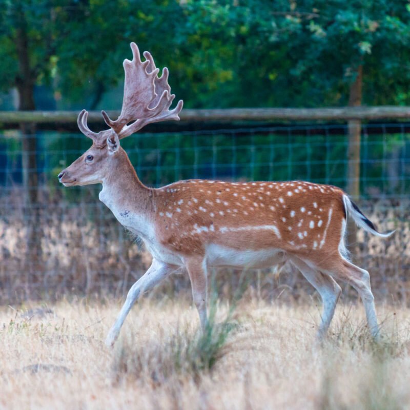 Spotted Fallow Deer