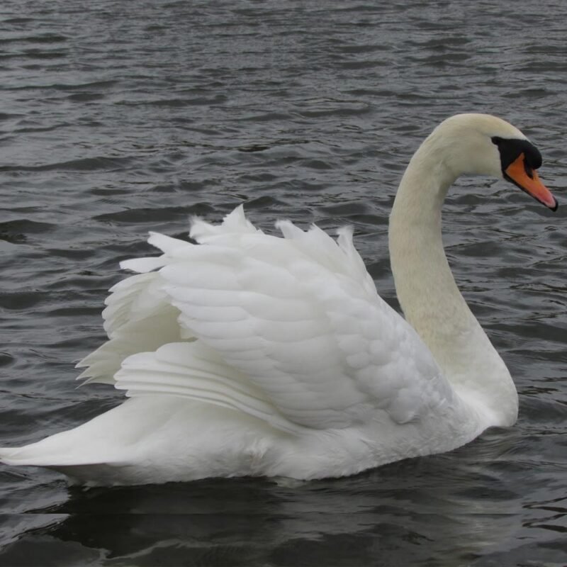 White Mute Swan Goose