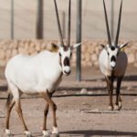 arabian oryx