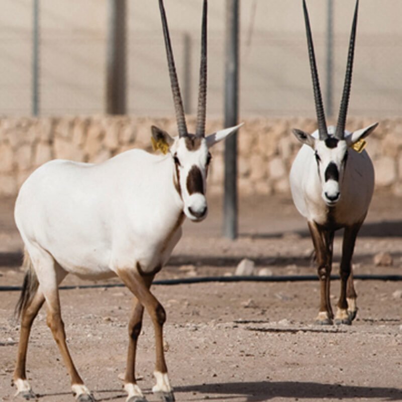 arabian oryx