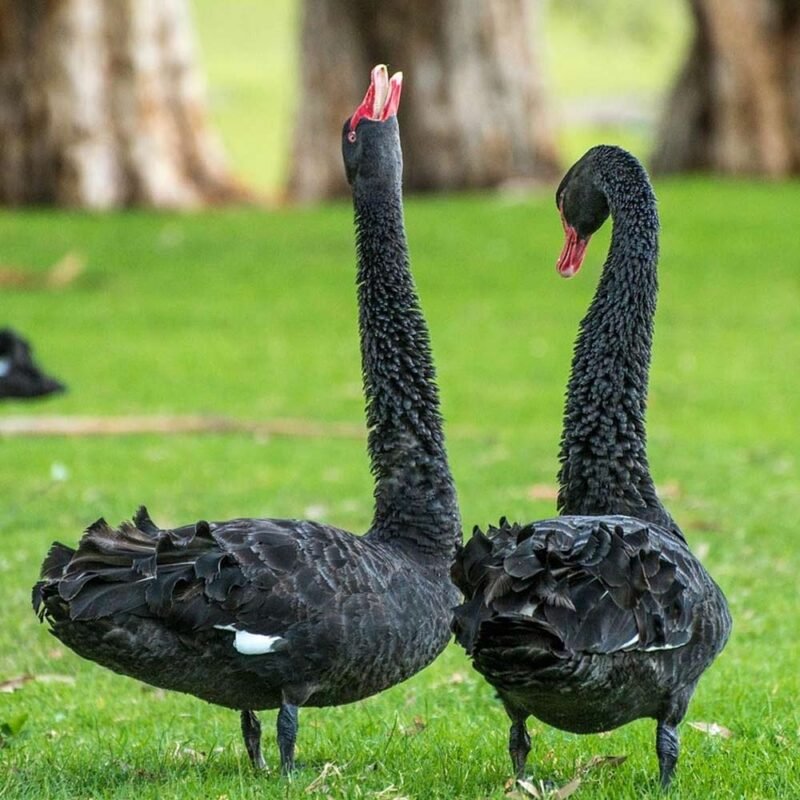 black swan