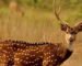 deer price