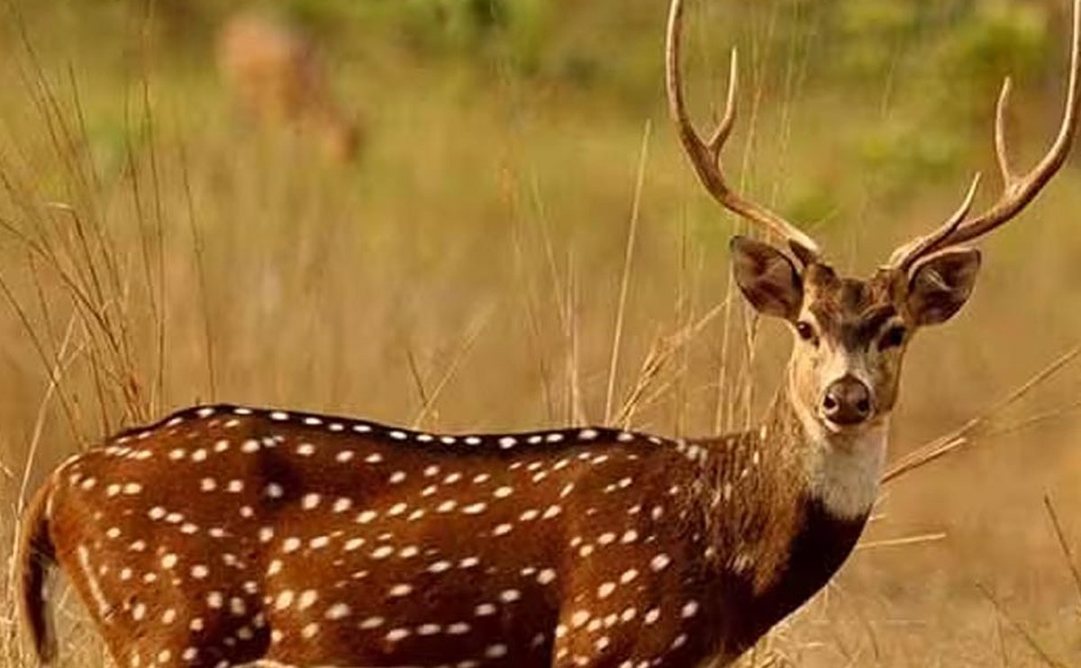 deer price