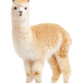 exotic wildlife