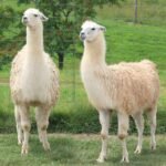 Llama