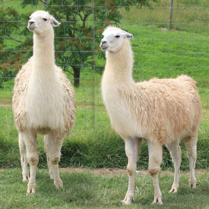 Llama