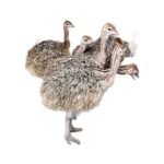 Ostrich  Chicks Baby Pair
