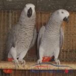 African grey breeding pair