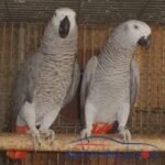 African grey breeding pair