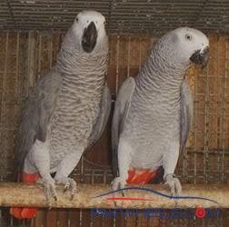 African grey breeding pair