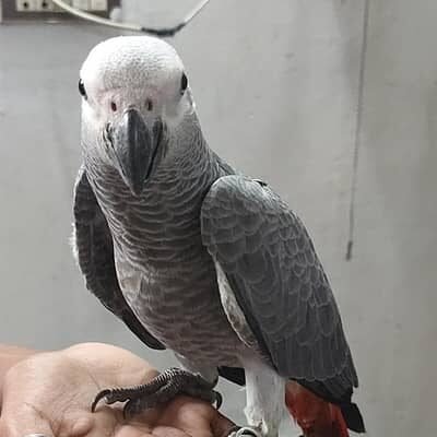 African grey parrot baby